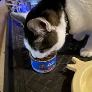 Cat enjoying Queen’s Cat NUTRI PLAN