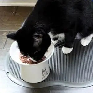 Cat enjoying Queen’s Cat NUTRI PLAN