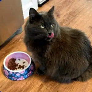 Cat enjoying Queen’s Cat NUTRI PLAN