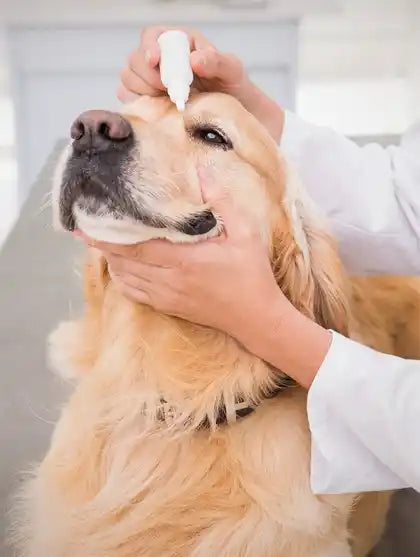 Golden retriever getting eye care
