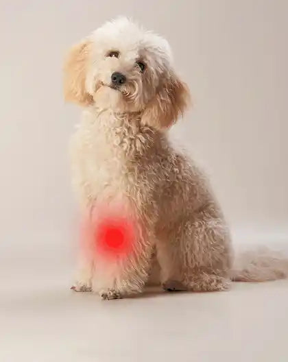Poodle sitting, with its knee joint highlighted