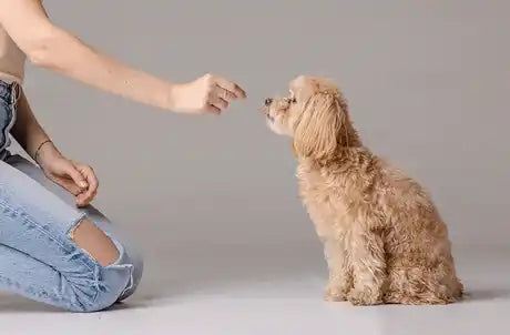 Small dog taking a GLOW chew from a hand