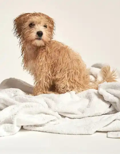 Dog wrapped in a towel after a bath