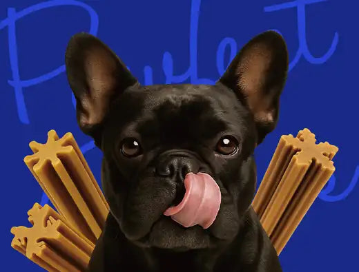 Dog with Pawfect Chews dental chews