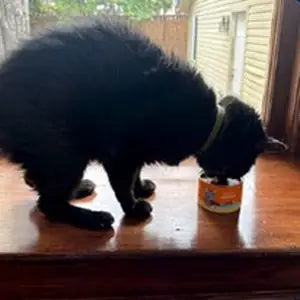 Cat enjoying Queen’s Cat NUTRI PLAN