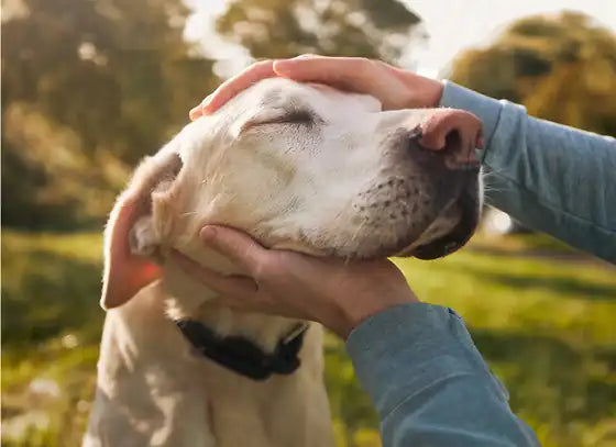 A happy dog being petted